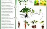 Выращивание рассады клубники: способы посадки семенами и розетками