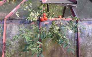 Подкормка Помидор В Теплице: Полезная Инструкция