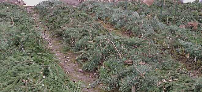 10 лучших материалов для укрытия растений, которые доступны каждому