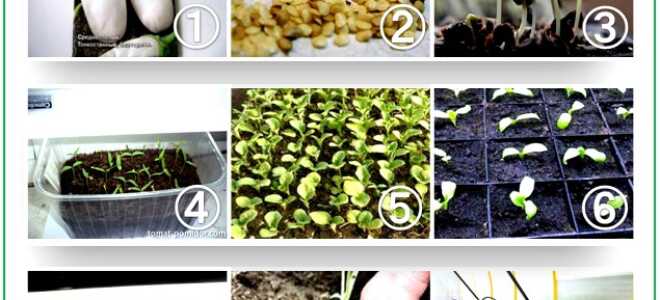 Когда и как сажать баклажаны на рассаду: краткий ликбез