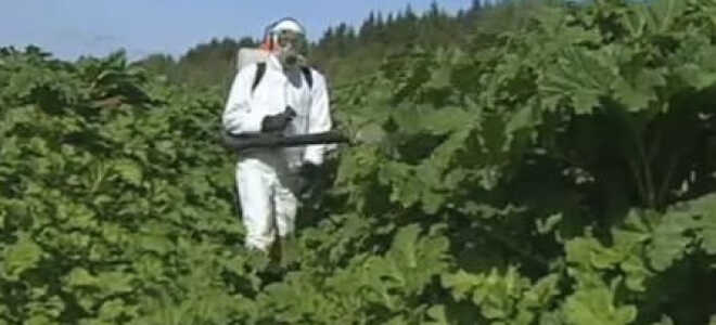 Гербициды Для Картофеля: Как Применять Правильно