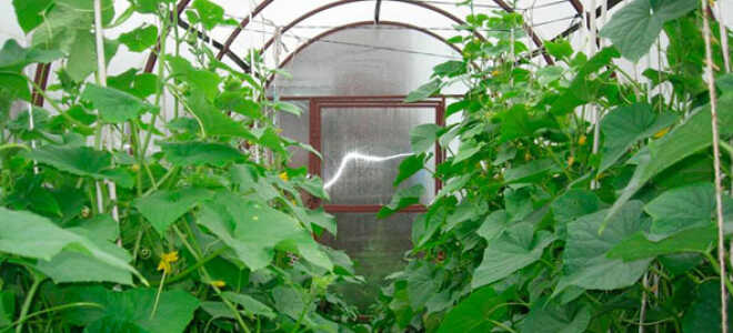 Формирование огурцов в теплице: подвязка, прищипывание, удаление листьев, пасынкование