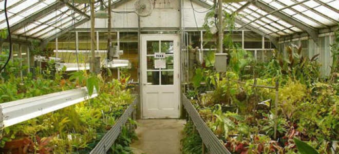 Теплицы круглогодичные: материалы, тип конструкции, способы обогрева