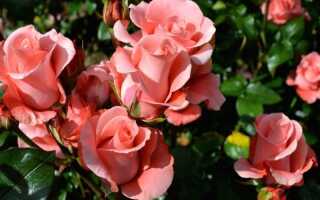 6 причин, которые приводят к пожелтению и опаданию листьев у садовой розы