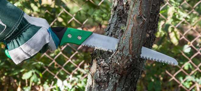 Открытая рана: обрабатываем срезы плодовых деревьев