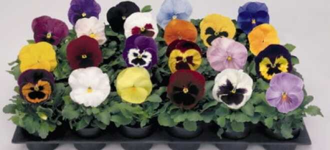 Какие цветы и в какое время года можно выращивать в теплице