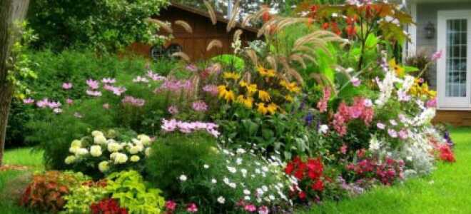 Неприхотливые многолетники – вьющиеся и высокорослые