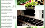 Когда сажать перец на рассаду: все про правильный посев и уход
