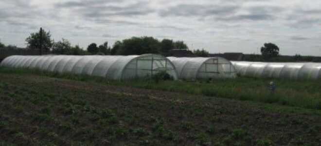 Что Выгодно Выращивать В Теплице На Продажу
