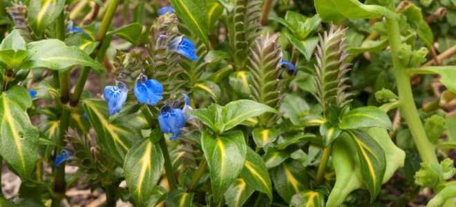 7 непопулярных пряных трав, которые стоит вырастить в своем огороде