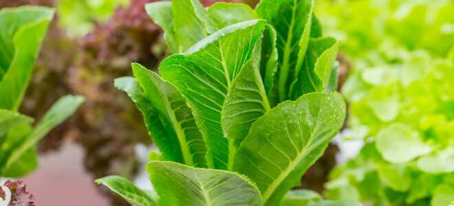 Зелень — всему голова: как правильно вырастить сочные культуры