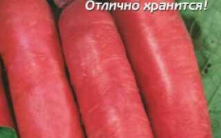 Сорта редиса для выращивания осенью: посев, уход, вредители