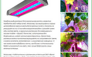 Когда и как сажать огурцы на рассаду для теплицы и избежать ошибок
