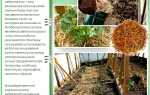Мульчирование грядок: как и чем замульчировать грядку?