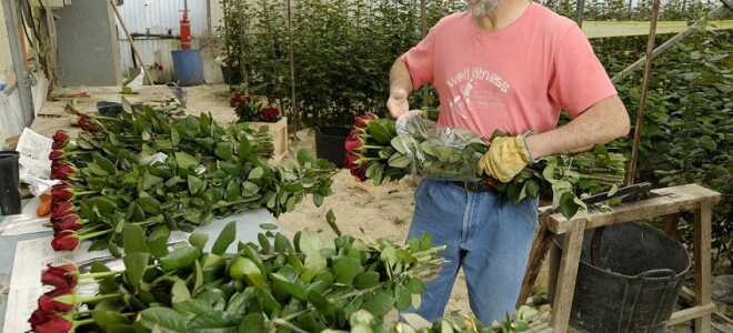 Цветы В Парниках: Подробности Выведения Своими Силами