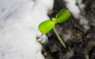 Что посадить для раннего урожая