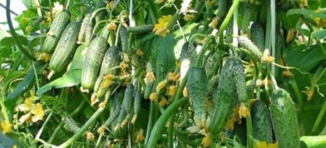 Болезни Парниковых Огурцов: Способы Борьбы