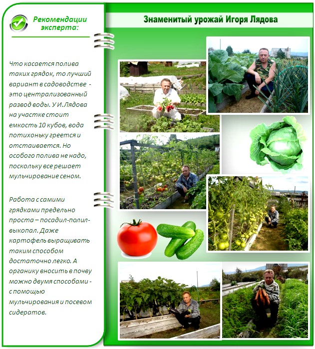 Урожай с грядок Лядова