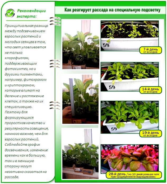 Зачем рассаде подсветка