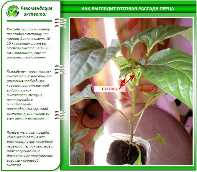 Готовая рассада перца для теплицы