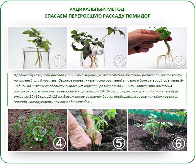 Рассада помидор для теплицы