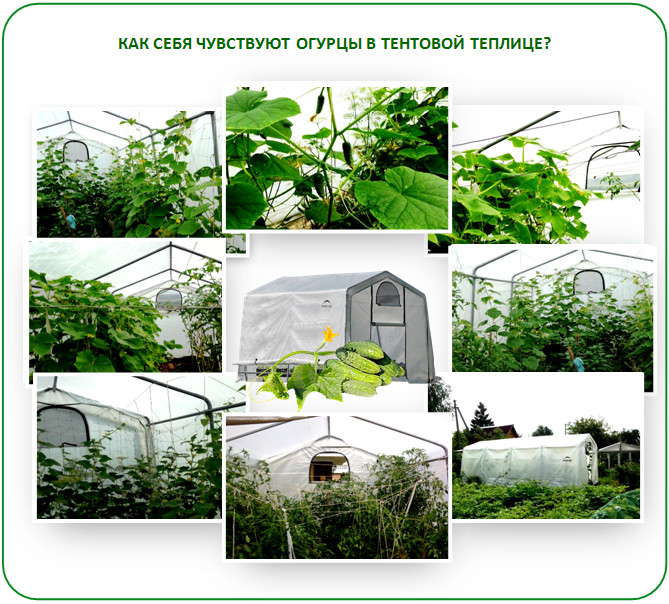 Огурцы в тентовой теплице