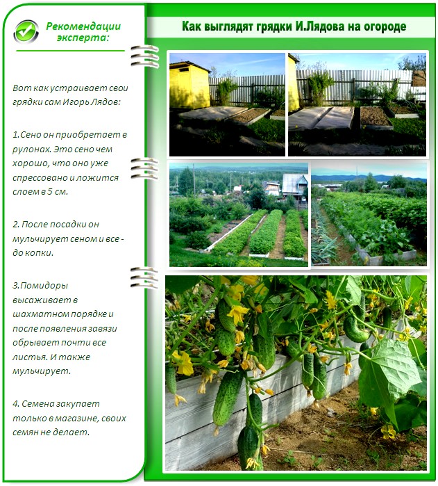 Огород Игоря Лядова
