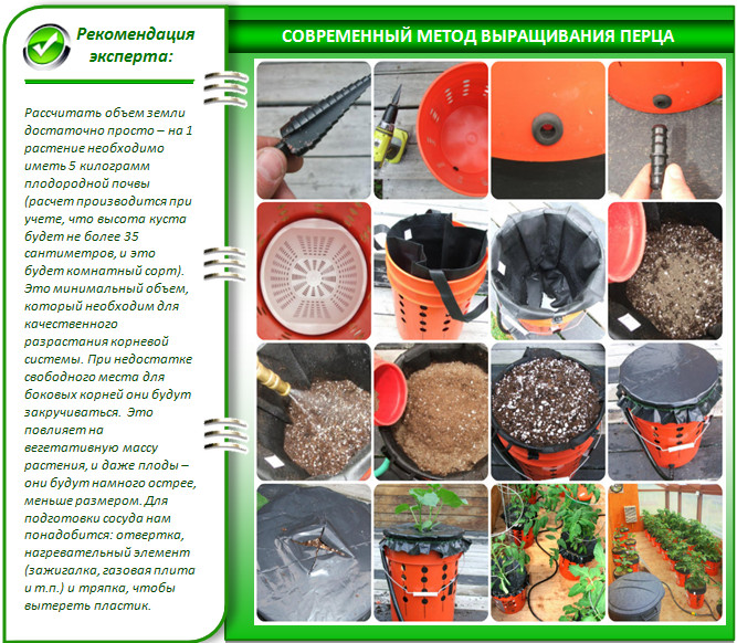 Перец на гидропонике в теплице
