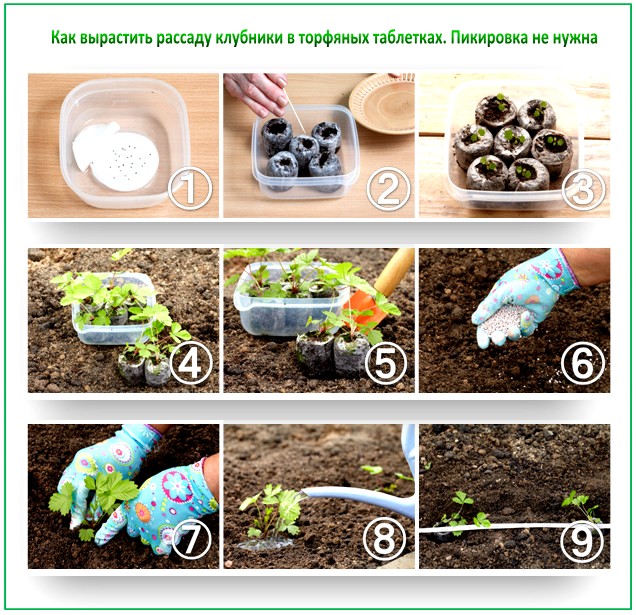 Рассада клубники из семян