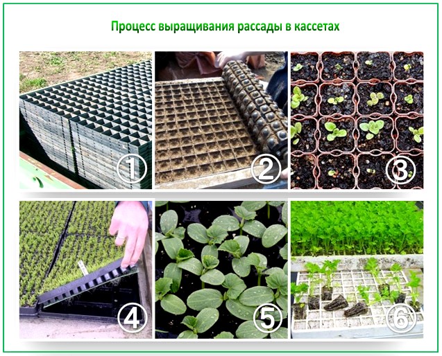 Процесс выращивания в кассетах