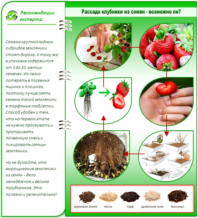 Как из семян клубники вырастить рассаду
