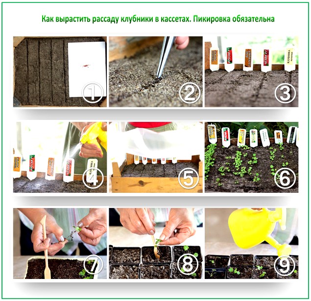 Пикировка рассады клубники