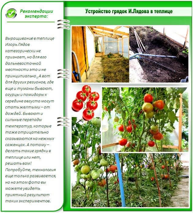Технология Игоря Лядова в теплице