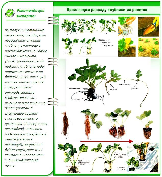 Как вырастить рассаду клубники