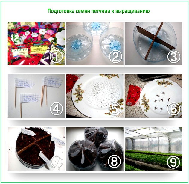 Как сеять семена петунии на рассаду