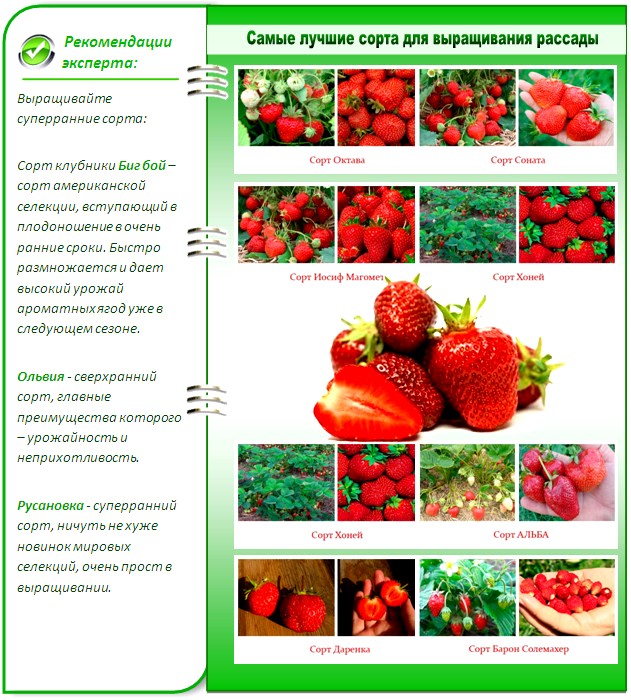 Сорта клубники