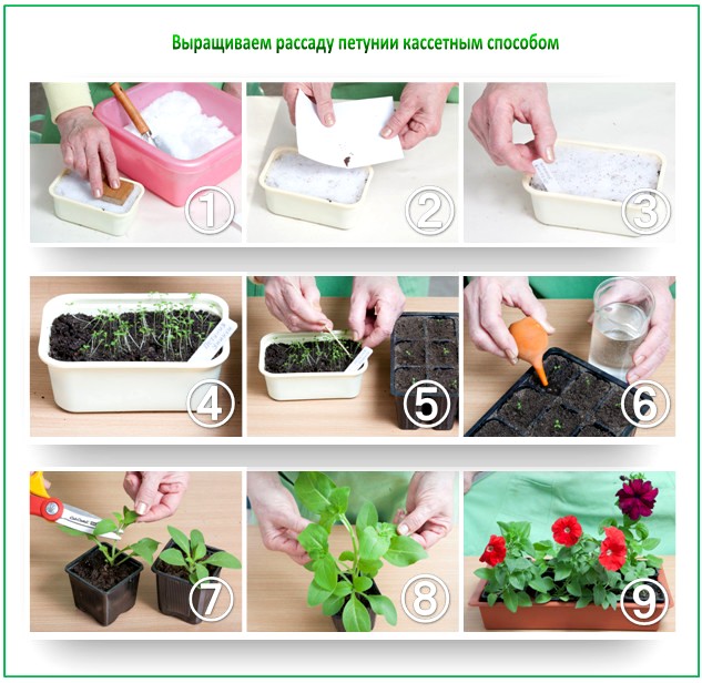 Выращиваем рассаду петунии