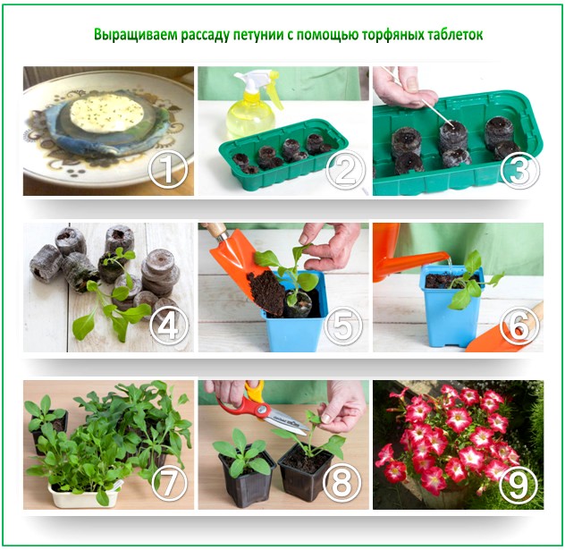 Как вырастить рассаду петунии из семян