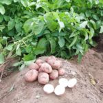 Ежегодная посадка ржи на картофельном поле позволяет стабильно получать хороший урожай