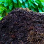 Компост одновременно удобряет и защищает почву