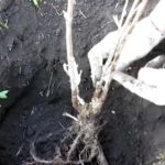 Корневую шейку при посадке немного заглубляют