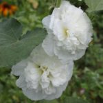 Королевская белая