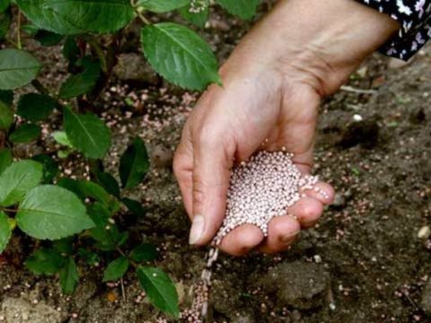 Подкормка гранулированными удобрениями Подкормка гранулированными удобрениями