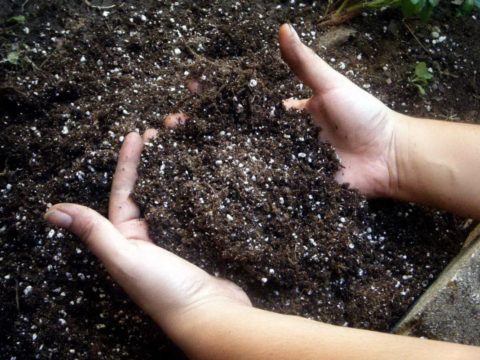 Раскисление почвы золой Раскисление почвы золой