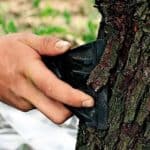 Удаление старой коры