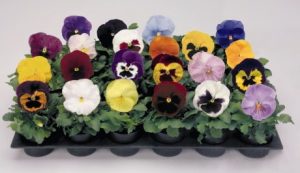 Выращивание цветов в теплице – увлекательное хобби или прибыльный бизнес