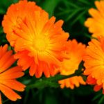 Яркие цветы календулы